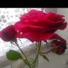 zeynepef