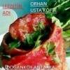 orhan-usta