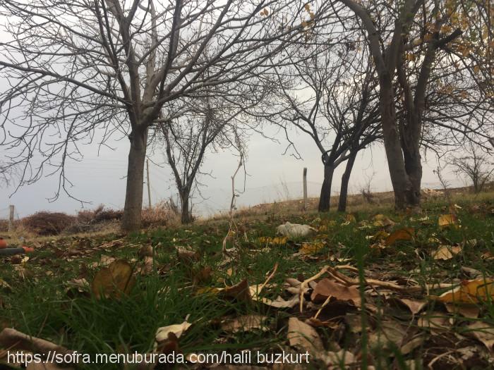 Sahil Unlu Mamüller, 100. Yıl Menü Fotoğrafı
